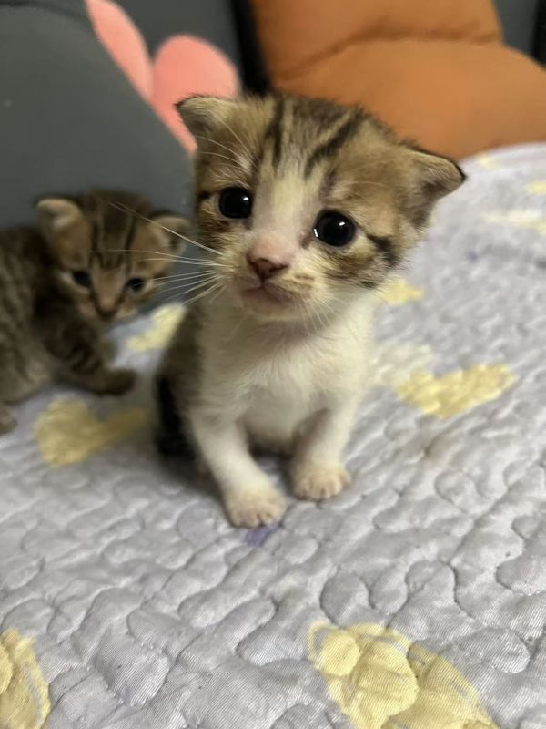 蓝猫和家猫结合生的小猫