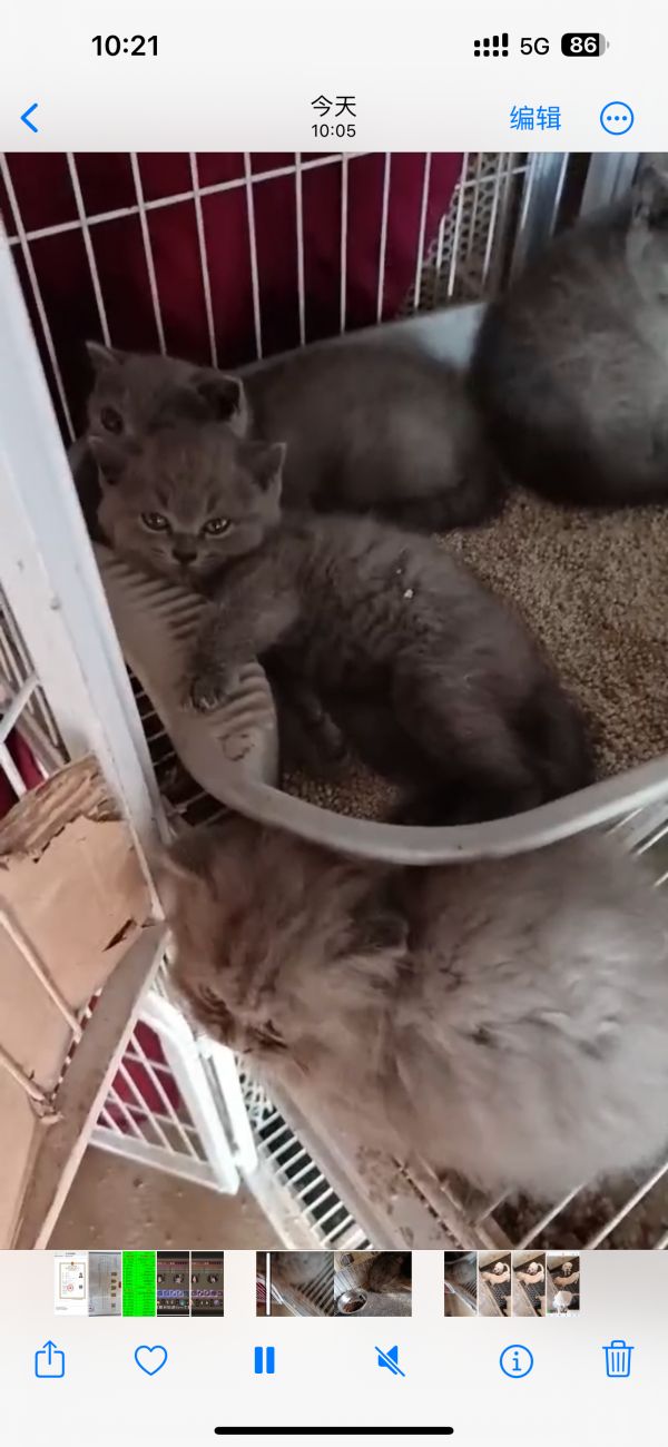 出售纯种蓝猫