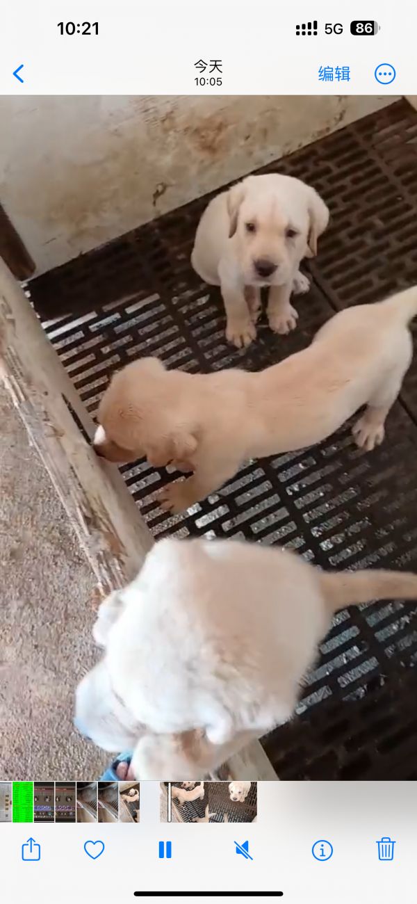 出售拉不拉多纯种幼犬