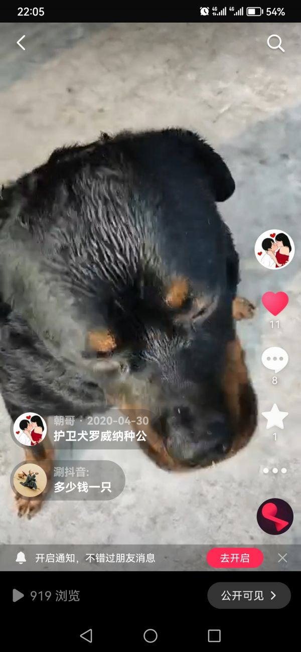 因工作原因出售带证书罗威纳犬种公