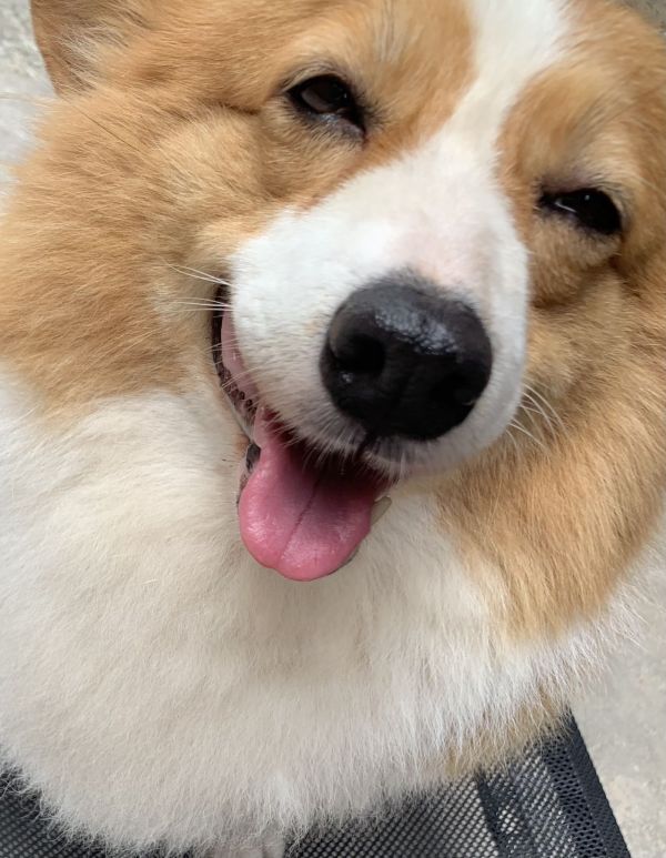 狗狗丢失