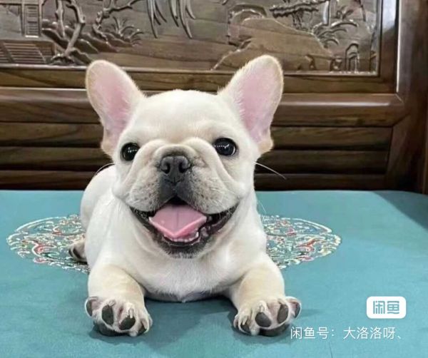 求购一只法斗或柴犬