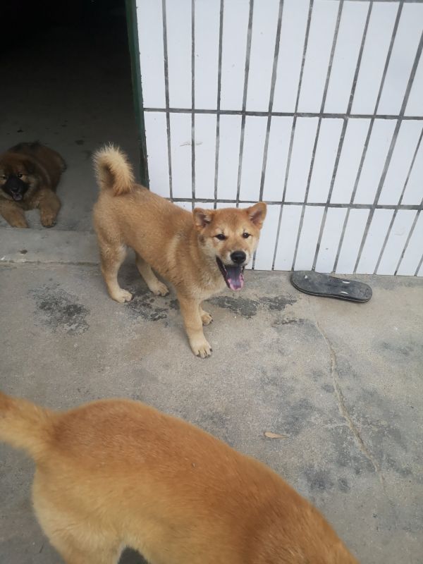中华田园犬