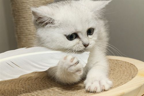 宠物猫多久驱虫 宠物猫驱虫