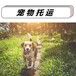 张家口宠物托运公司上门接宠