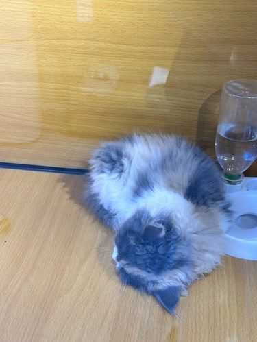 爱猫的不要放过啊