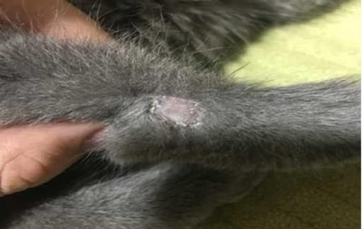 猫咪一块掉毛露皮了怎么处理