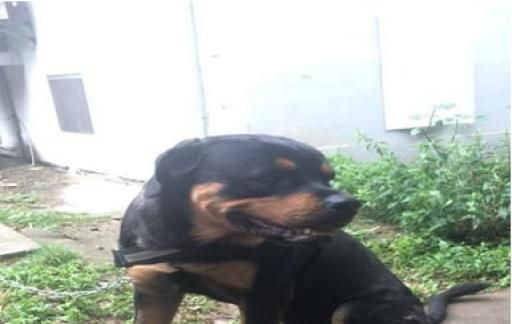 怎么看罗威纳幼犬品相