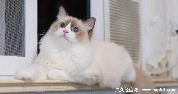 宠物猫的品种图片名字大全及价格