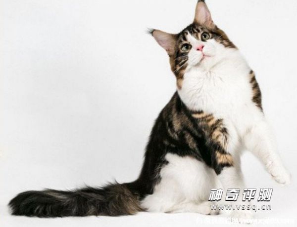 宠物猫的品种图片名字大全及价格