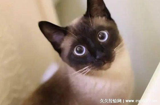 宠物猫的品种图片名字大全及价格