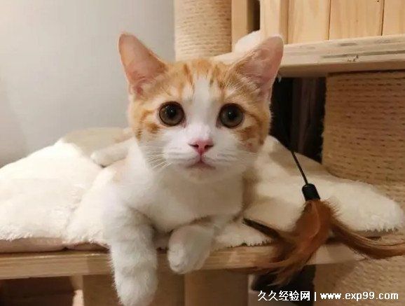 宠物猫的品种图片名字大全及价格