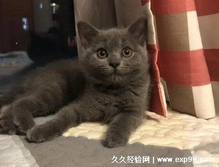 宠物猫的品种图片名字大全及价格