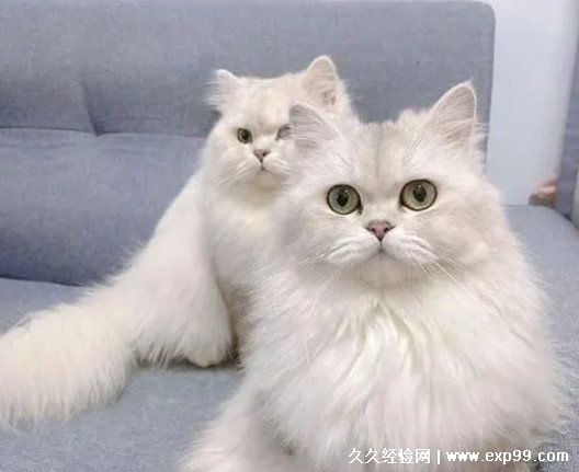 宠物猫的品种图片名字大全及价格