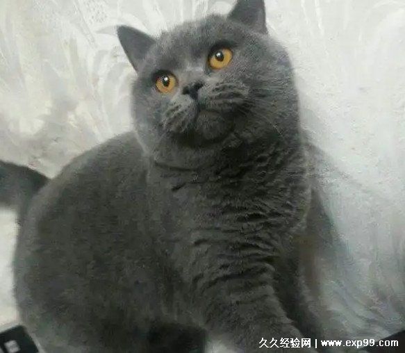 宠物猫的品种图片名字大全及价格
