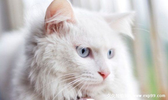 宠物猫的品种图片名字大全及价格