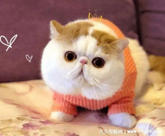 宠物猫的品种图片名字大全及价格