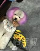 宠物美容