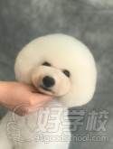 宠物美容