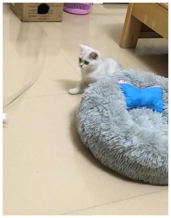 养宠物好处多，优点数不清！