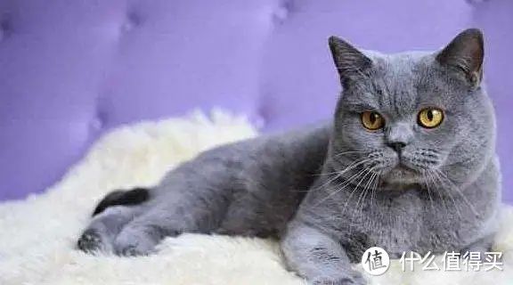 你喜欢猫咪吗?来了解一下常见的猫咪品种吧!