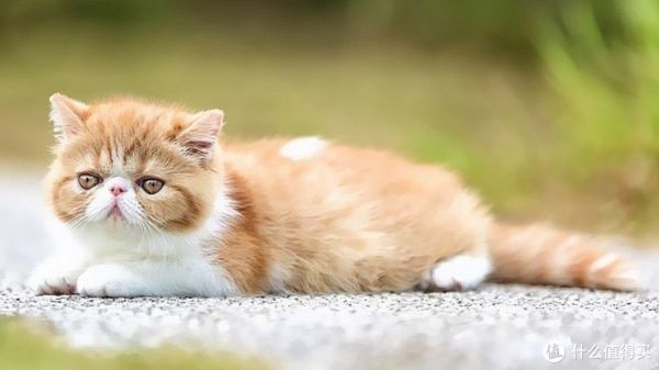 你喜欢猫咪吗?来了解一下常见的猫咪品种吧!