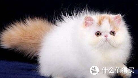 你喜欢猫咪吗?来了解一下常见的猫咪品种吧!