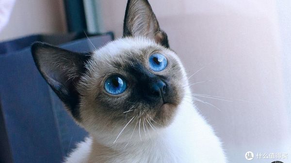 你喜欢猫咪吗?来了解一下常见的猫咪品种吧!