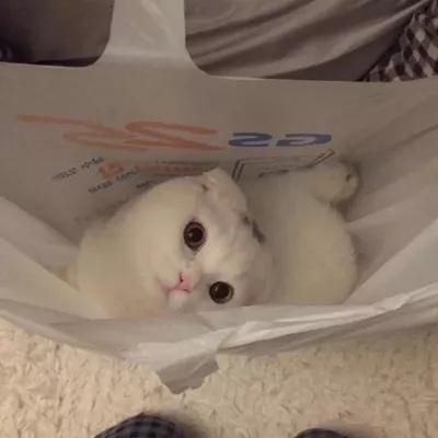 国外的宠物名字大全
