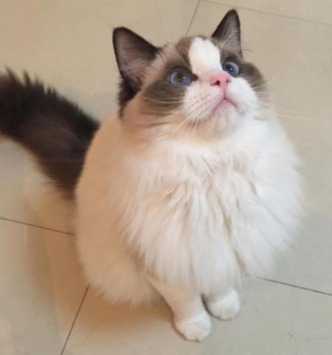 一、关于布偶猫品种介绍及适合家养的猫推荐 二、买一只布偶猫价格