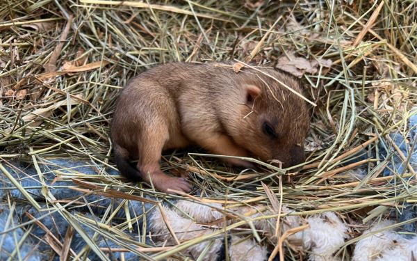 200 元以内可爱萌宠推荐:鳄鱼、迷你土拨鼠和猫猫兔
