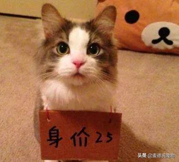 在给猫起名这块,中国铲屎官绝对把气质,拿捏得死死的