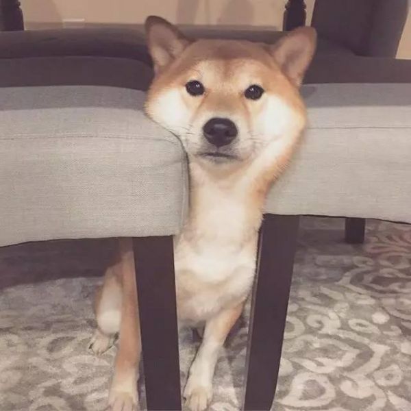 宠物搞笑集锦，二哈：“啥？咋地了？干啥呀？”