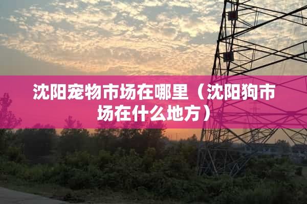 沈阳宠物市场在哪里（沈阳狗市场在什么地方）