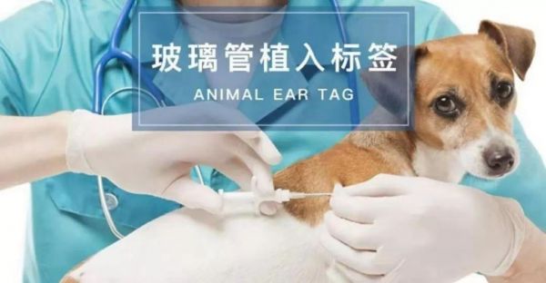 有必要给狗狗植入宠物芯片吗？宠物芯片 vs 宠物定位器