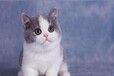 安康宠物猫安康猫舍买猫卖猫地方有布偶渐层折耳蓝白蓝猫英短