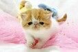 湖州宠物猫湖州猫舍健康无藓蓝白蓝猫健康布偶猫咪领养
