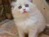 恩施宠物猫恩施猫舍卖猫买猫地方有布偶渐层蓝白蓝猫暹罗猫