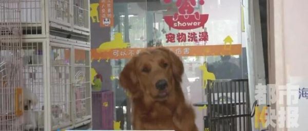 当心！几名小伙凌晨砸门连偷西安两家宠物店！猫狗被偷，损失数万元