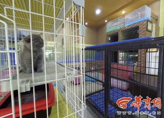 宠物店许多狗笼已经空了
