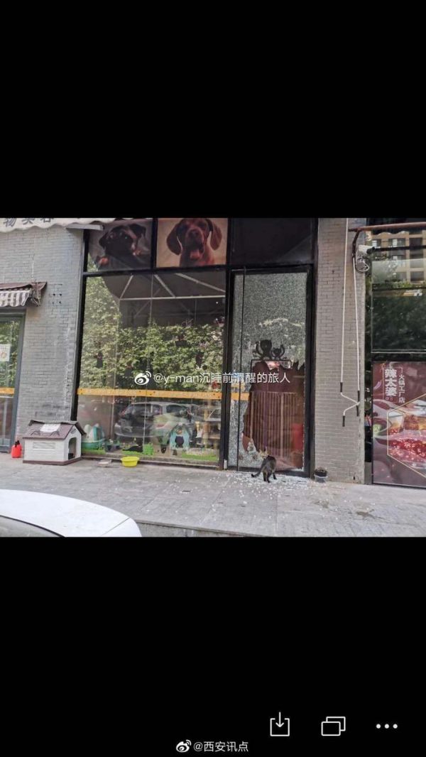 西安 宠物店进两蟊贼盗走数只猫狗 致使商家损失惨重