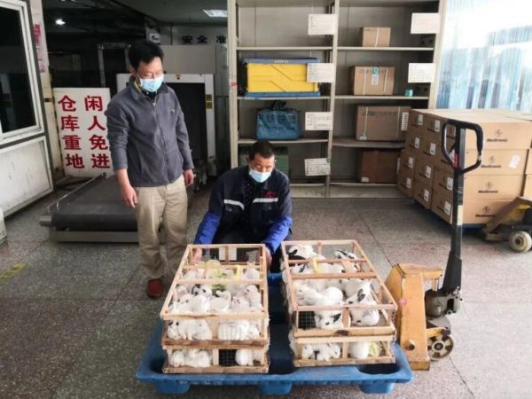 火车上可以带宠物狗吗?火车高铁宠物托运流程详解
