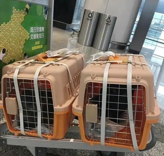 狗能带上高铁吗?宠物铁路托运流程