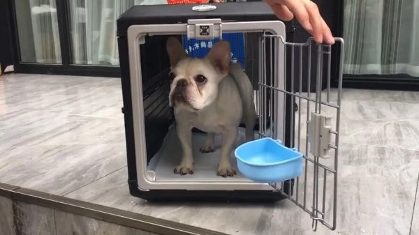 狗能带上高铁吗?宠物铁路托运流程