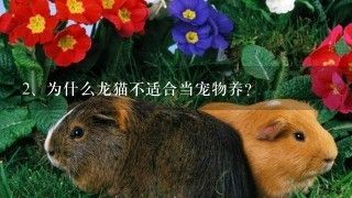 为什么龙猫不适合当宠物养？
