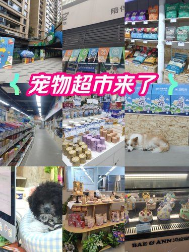 进门先迎接你的是热情友善乖巧的边牧