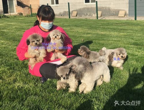 长沙狗狗网，长沙狗舍在哪里