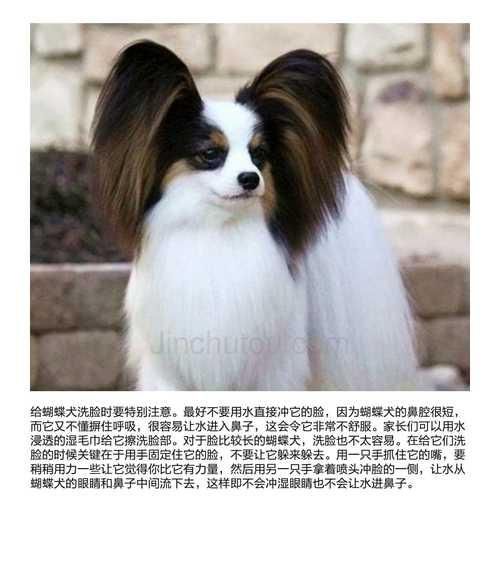 蝴蝶犬分离焦虑症的治疗方法（以宠物为主，让你的蝴蝶犬摆脱分离焦虑症）