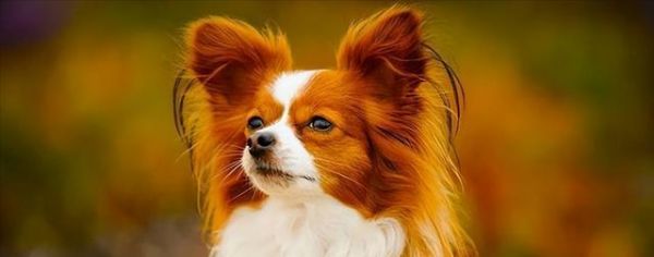 蝴蝶犬分离焦虑症的治疗方法（以宠物为主，让你的蝴蝶犬摆脱分离焦虑症）
