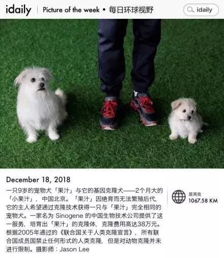 克隆去世的宠物，是一场永远无法结束的告别